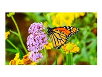 NEC MultiSync UN552S - 55" Diagonal klasse LED-bagbelyst LCD paneldisplay - digital skiltning - 1080p 1920 x 1080 - direkte belyst LED 60004523