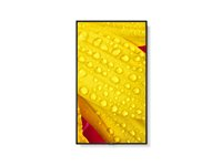 NEC MultiSync M431-2 - 43" Diagonal klasse (42.5" til at se) - M Series LED-bagbelyst LCD paneldisplay - digital skiltning - med indbygget medieafspiller / valgfri slot-in PC funktionalitet - 4K UHD (2160p) 3840 x 2160 - HDR - direkte belyst LED - pantone 426M 60006083